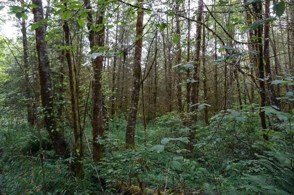 NE Buncombe Rd, Woodland, WA 98674