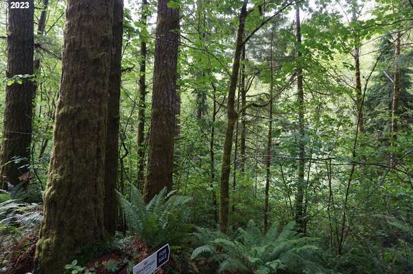 NE Buncombe Rd, Woodland, WA 98674