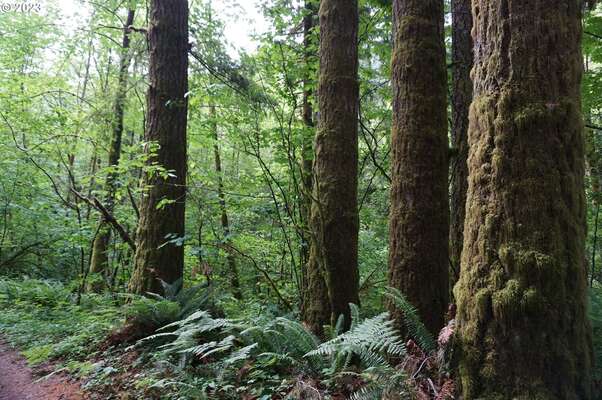 NE Buncombe Rd, Woodland, WA 98674