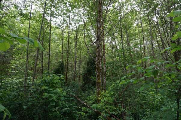 NE Buncombe Rd, Woodland, WA 98674