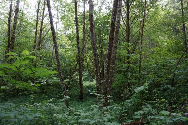 NE Buncombe Rd, Woodland, WA 98674