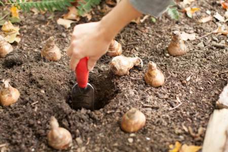 Bulb Planting, Clark County WA real estate agent
