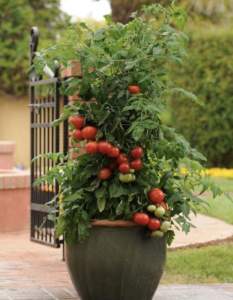 Container gardens - a growing trend